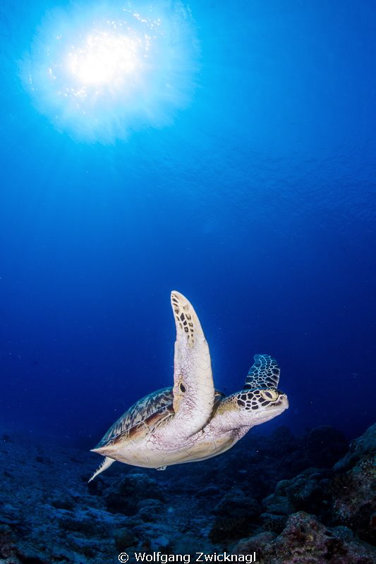 Nice turtle approaching me almost directly... by Wolfgang Zwicknagl 