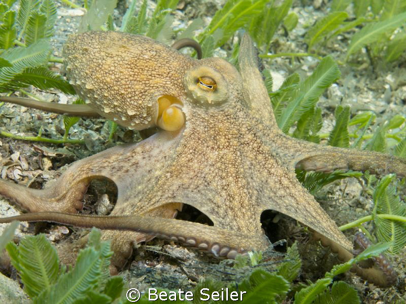 Octopussy in motion by Beate Seiler 