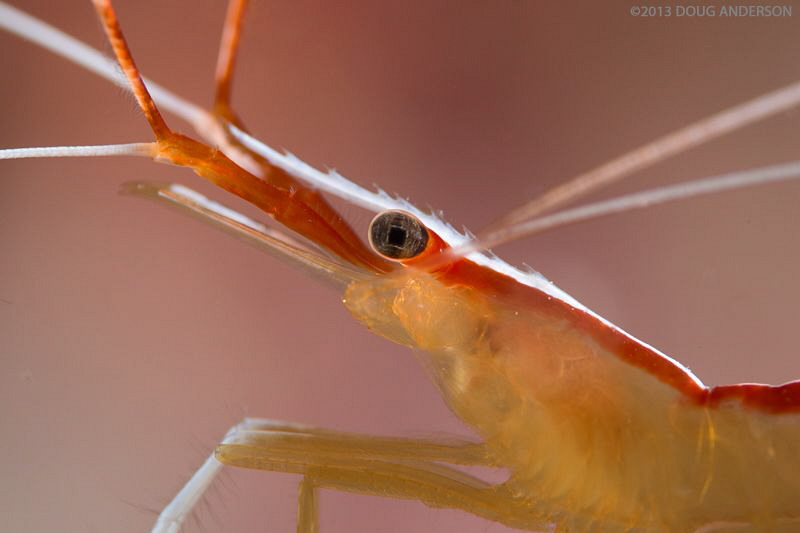 Cleaner shrimp, Pulau Weh by Doug Anderson 