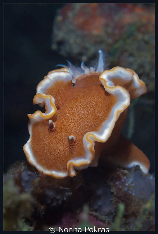 Brown margin glossodoris by Nonna Pokras 