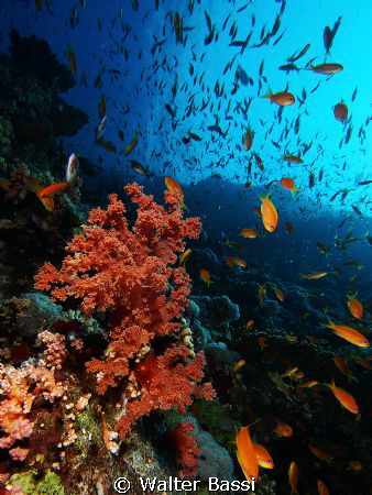 soft coral by Walter Bassi 