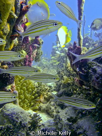 Nature's aquarium by Michele Kelly 