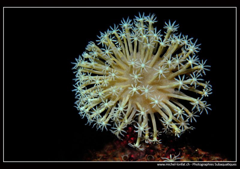 Underwater firework... :O)... by Michel Lonfat 