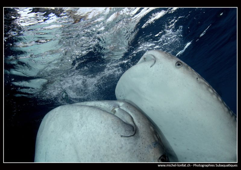 Whales Sharks connection... :O)... by Michel Lonfat 
