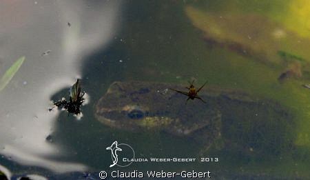 the predator.... by Claudia Weber-Gebert 