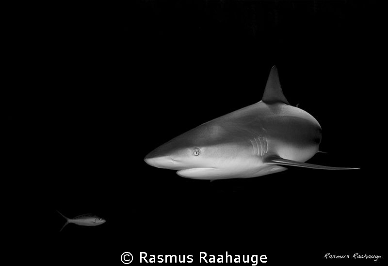 Caribbean reef shark by Rasmus Raahauge 