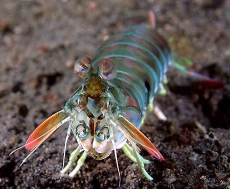 Ready for battle. Cannon 10D. Lembeh. The mantis in the p... by John M Akar 