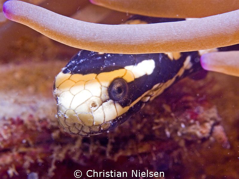 Friendly guy (or girl) in Malapascua by Christian Nielsen 