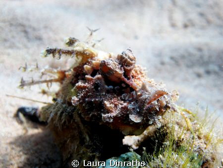 Red Sea Walkman by Laura Dinraths 