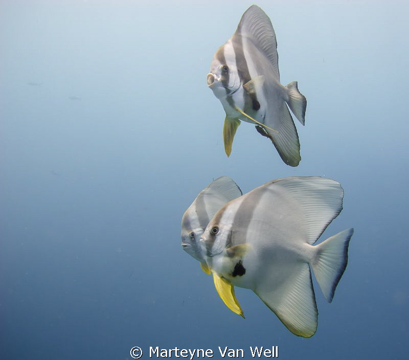 Batfishes at the House Reef at Six Senses Laamu by Marteyne Van Well 