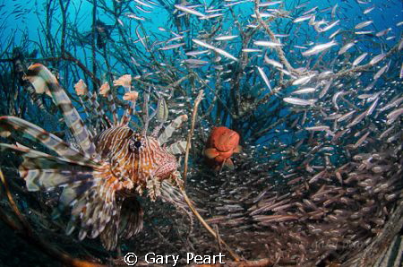 Slowly unveiling layers of life
 by Gary Peart 