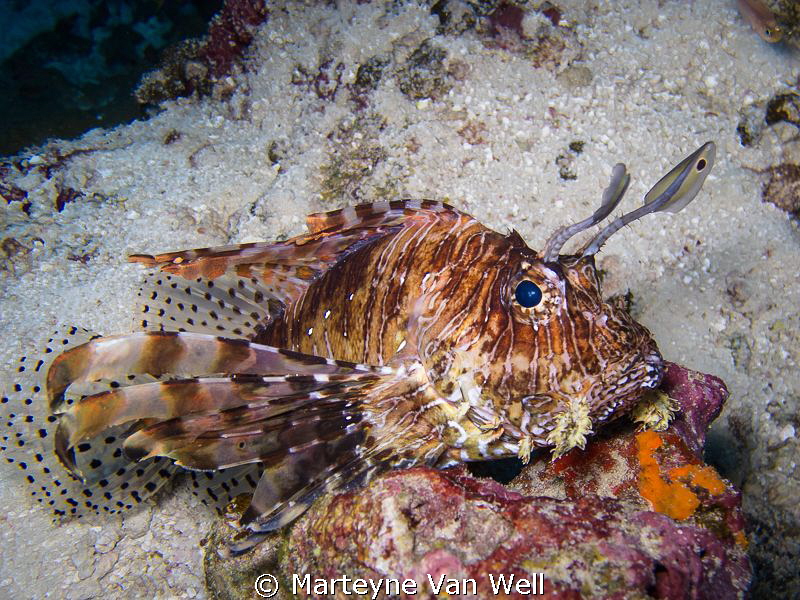 Lionfish by Marteyne Van Well 