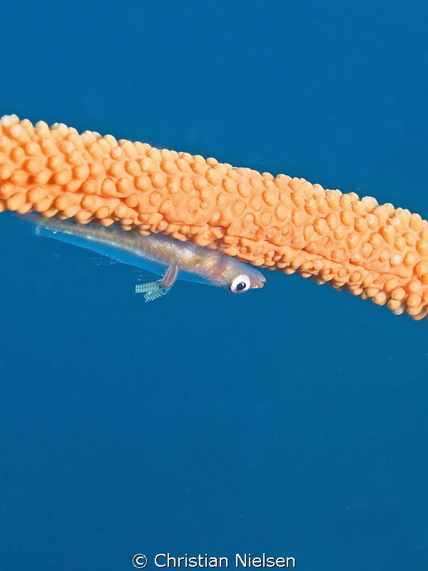 Tried with a big aperture to get the blue background. It ... by Christian Nielsen 