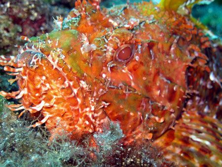 Rock fish - taken at Cirkewwa Reef in Malta GC with a Can... by Nicholas Aquilina 