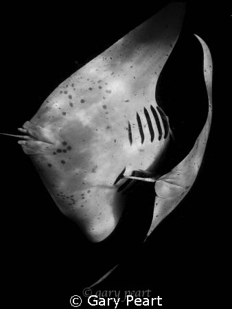 Stealth bombers by Gary Peart 