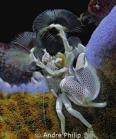 anemone-riding porcelain crab by Andre Philip 