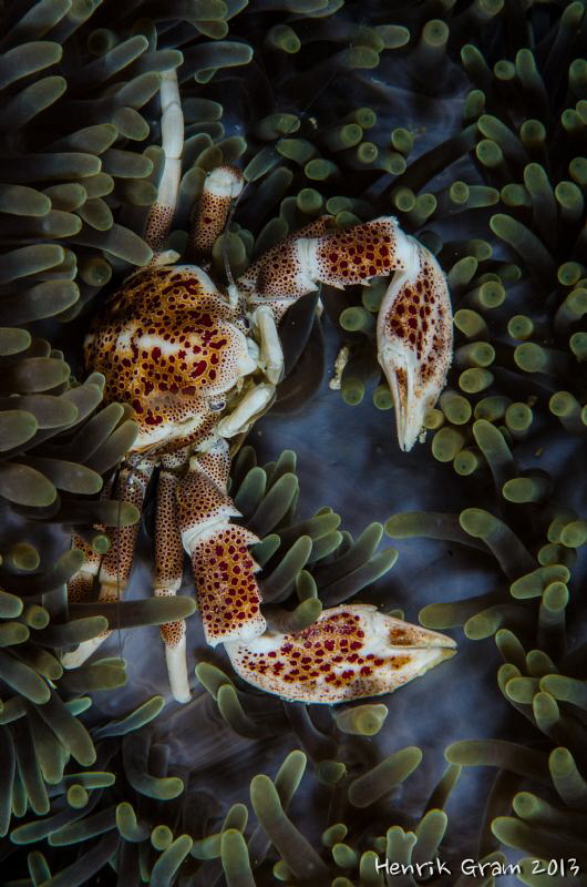 Porcelain Crab by Henrik Gram Rasmussen 