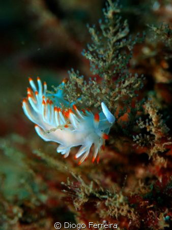 "Flabela climbing a tree". XZ-1 with flash by Diogo Ferreira 