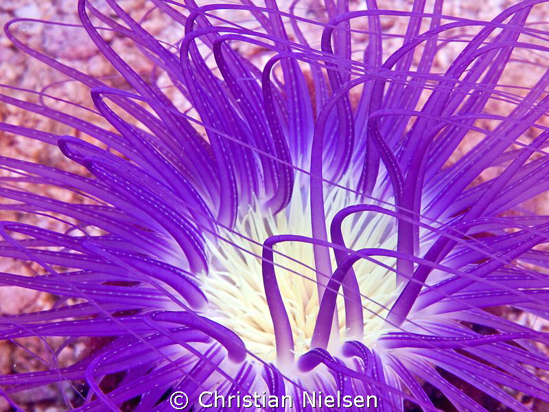 I like the colors of the anemones. by Christian Nielsen 