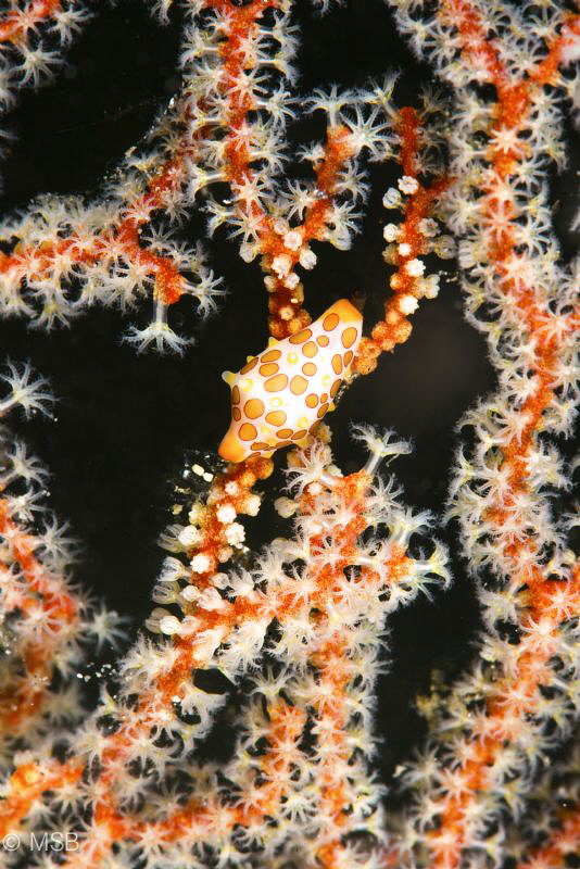 Cowry on the gorgonian. by Mehmet Salih Bilal 