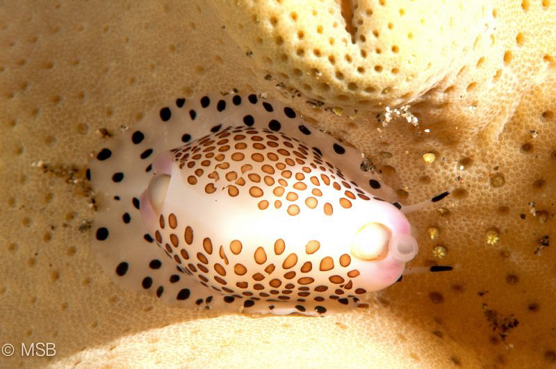 Cowry. by Mehmet Salih Bilal 