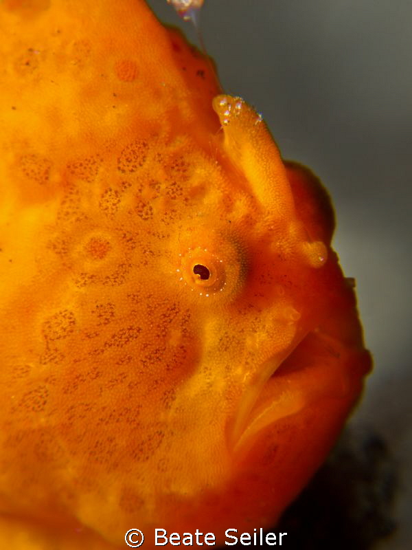 Little red Frog fish by Beate Seiler 