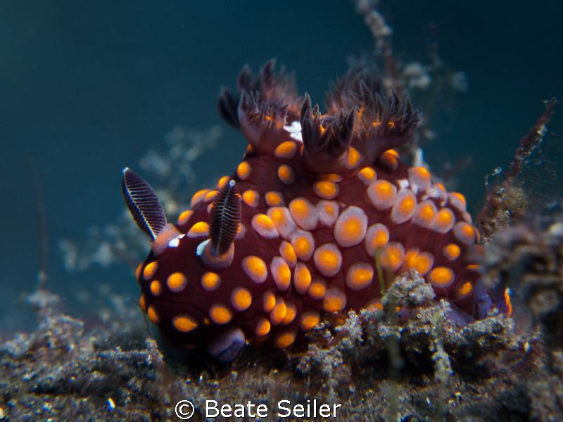strawberry nudi by Beate Seiler 