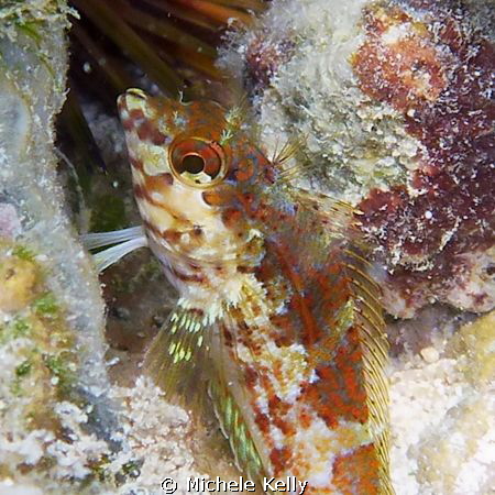 Colorful saddled blenny by Michele Kelly 