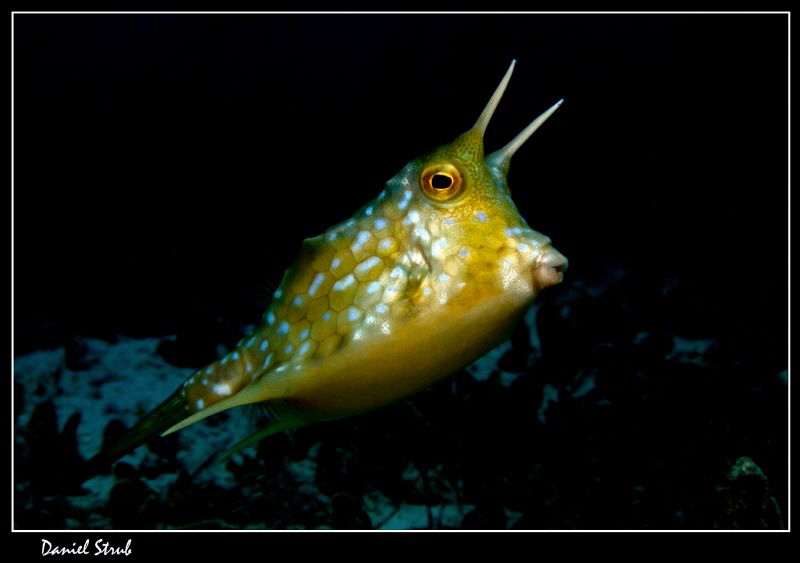 Longhorn cowfish :-D by Daniel Strub 
