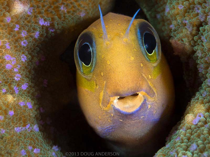 Midas Blenny, Pulau Weh by Doug Anderson 