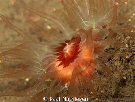 Caryophyllia smithii by Paal Mathiesen 