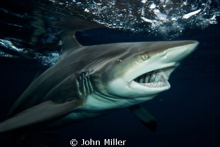 Black Tip Shark
 by John Miller 