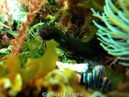 "The kind gardener" XZ1 with flash by Diogo Ferreira 