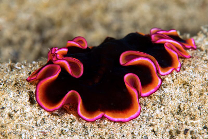 A Flatworm in Ambon. by Mehmet Salih Bilal 