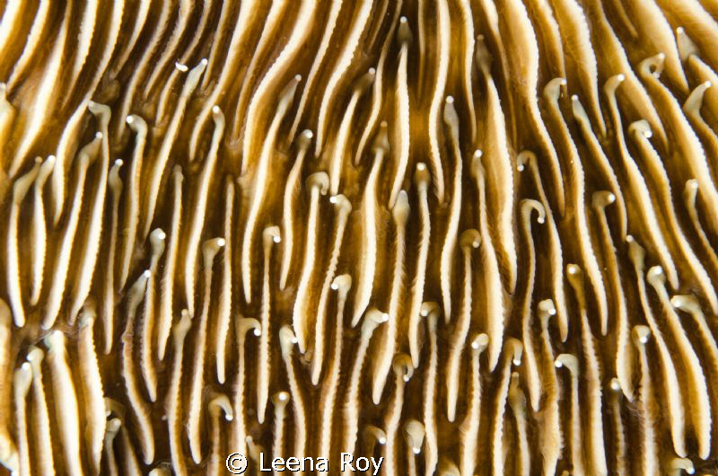 hard coral abstract by Leena Roy 