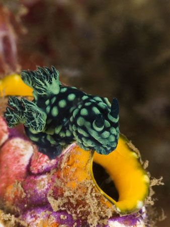 'What's in it?' from Lembeh. Taken with Olympus E-20 in T... by Istvan Juhasz 