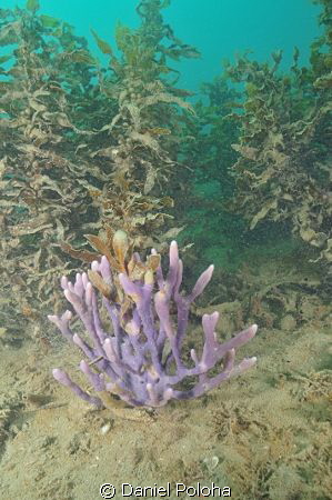A beautiful sponge in a very silty harbour by Daniel Poloha 