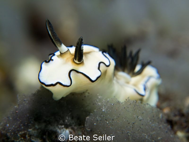 elegant nudi by Beate Seiler 