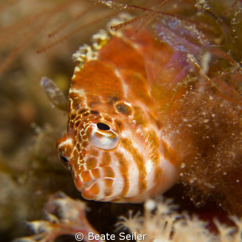 Hawkfish by Beate Seiler 
