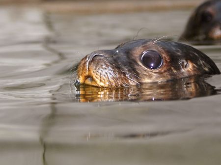 Grey seal pup. Nikon D70 135mm lens by Grant Kennedy 