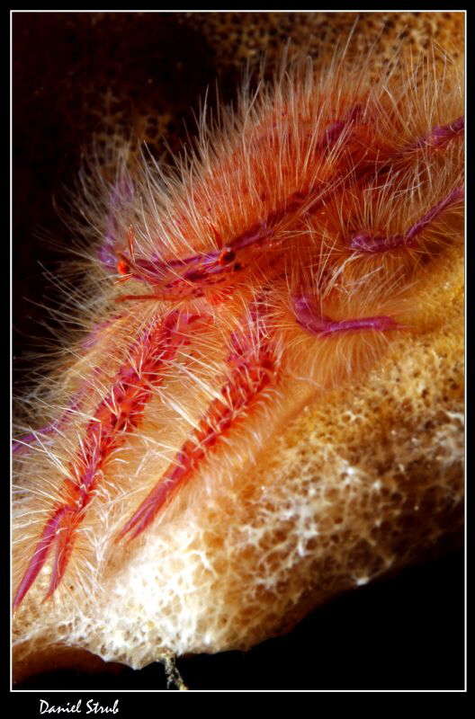 Hary squatlobster :-D by Daniel Strub 