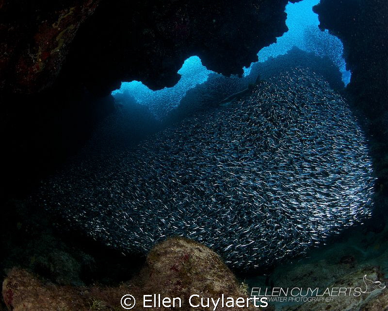 Stationary silversides by Ellen Cuylaerts 