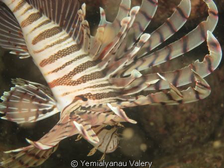 Name: please, get out from me by Yemialyanau Valery 