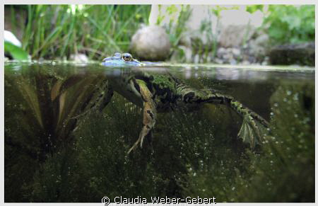 frog - relaxed......
freshwater by Claudia Weber-Gebert 