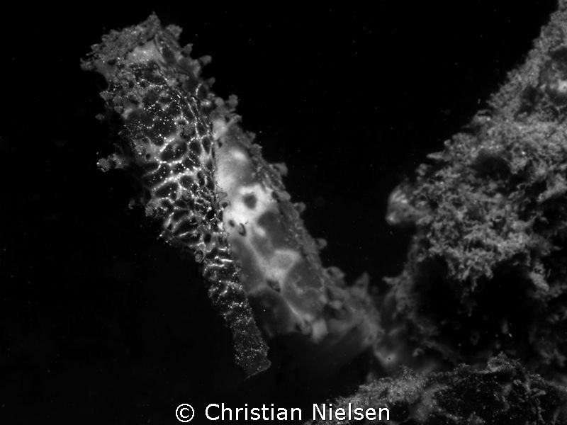 One of the many good encounters on a night dive on Padre ... by Christian Nielsen 