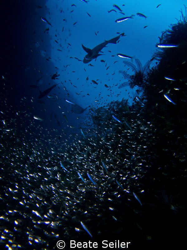 at the Liberty wreck by Beate Seiler 