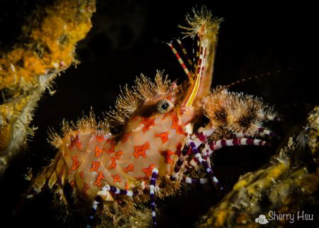LV! LV!
Saron Shrimp @ Anilao by Sherry Hsu 