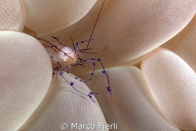 Bubble Coral Shrimp, brainy by Marco Fierli 