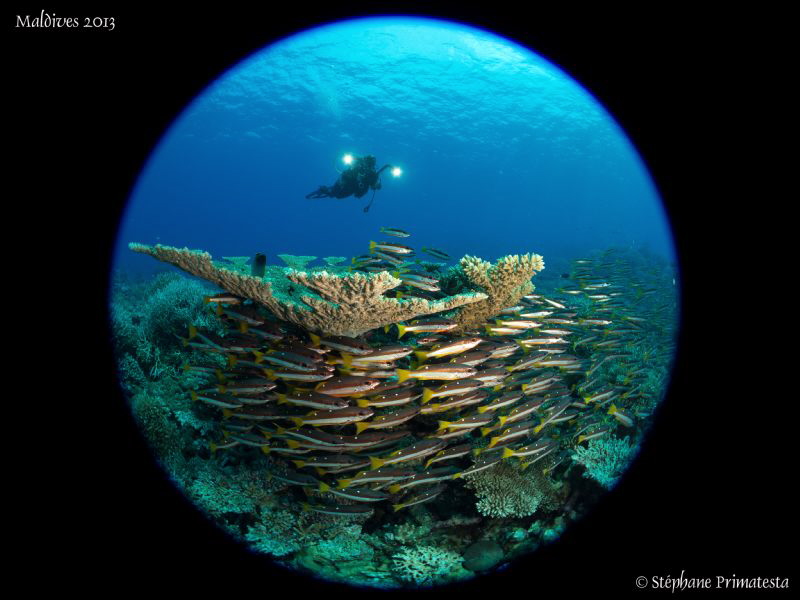 Maldives atmosphere by Stéphane Primatesta 