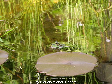 surface reflexions.....
freshwater by Claudia Weber-Gebert 